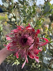 Protea eximia