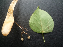 Tilia taquetii