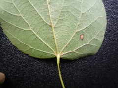 Tilia taquetii