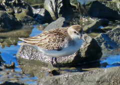 Calidris pusilla