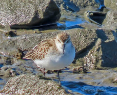 Calidris pusilla