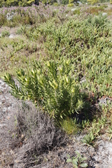 Leucadendron laureolum