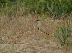 Vanellus coronatus