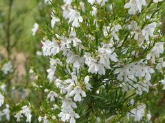 Prostanthera nivea