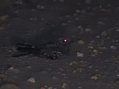 Caprimulgus ruficollis