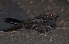 Caprimulgus ruficollis