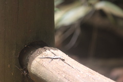 Copeoglossum nigropunctatum