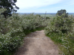 Prostanthera nivea