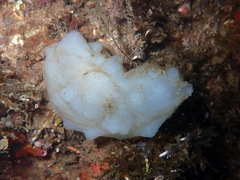 Phallusia mammillata