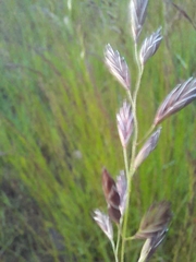 Lolium arundinaceum