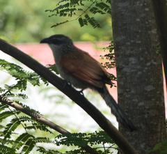 Centropus superciliosus