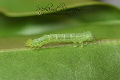 Chrysodeixis chalcites