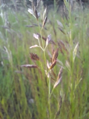 Lolium arundinaceum