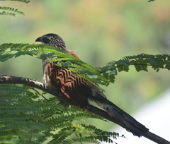 Centropus superciliosus