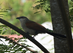 Centropus superciliosus