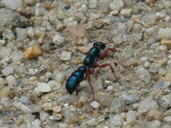 Diamma bicolor