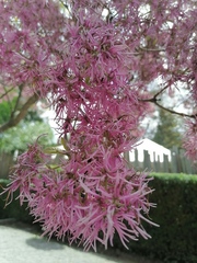 Chionanthus pubescens