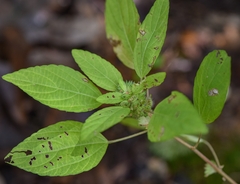 Acalypha