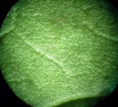 Tilia americana heterophylla