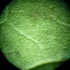 Tilia americana heterophylla