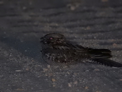 Caprimulgus ruficollis