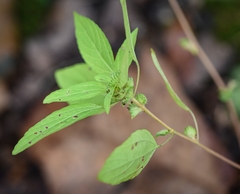 Acalypha