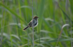 Cisticola tinniens
