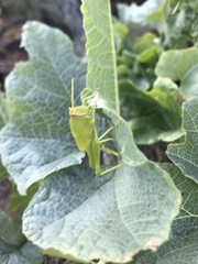 Cyrtacanthacridini
