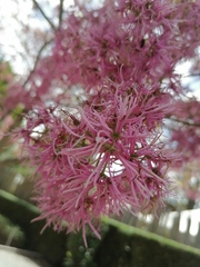 Chionanthus pubescens