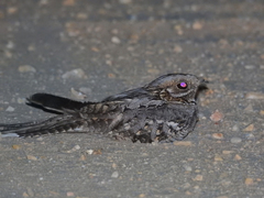Caprimulgus ruficollis