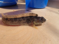 Neoclinus uninotatus