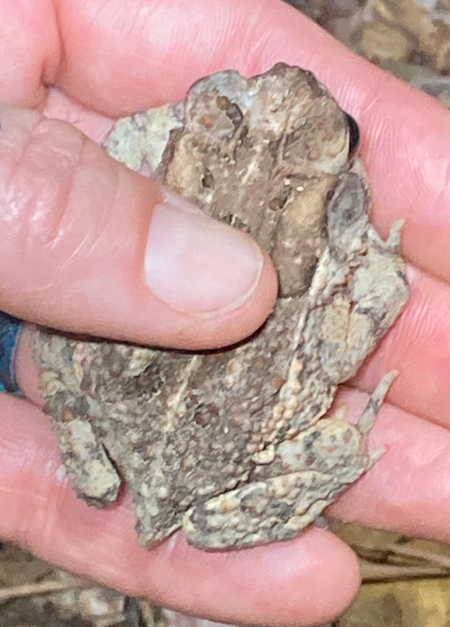 North american toads from hardin county tx usa on october 21 2022 at