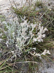 Vellereophyton