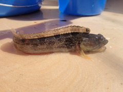 Neoclinus uninotatus