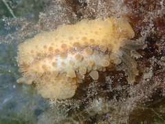 Doris verrucosa