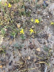 Cyanella lutea