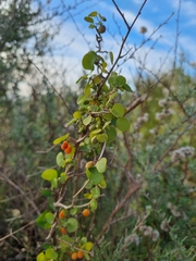 Cissampelos capensis