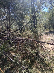 Juniperus deppeana deppeana