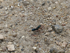 Diamma bicolor