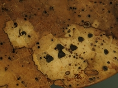 Coccomyces delta