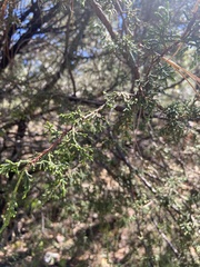 Juniperus deppeana deppeana