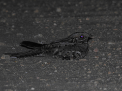 Caprimulgus ruficollis