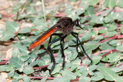 Archilestris magnificus