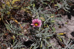 Gazania rigens