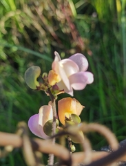 Strophostyles helvola