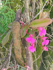 Comparettia falcata