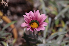 Gazania rigens
