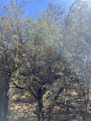 Juniperus deppeana deppeana
