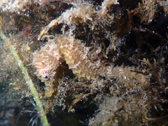 Hippocampus guttulatus