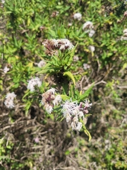 Aristeguietia salvia